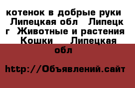 котенок в добрые руки - Липецкая обл., Липецк г. Животные и растения » Кошки   . Липецкая обл.